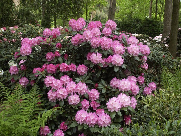 Rhododendron yak. 'Polaris' INKARHO®