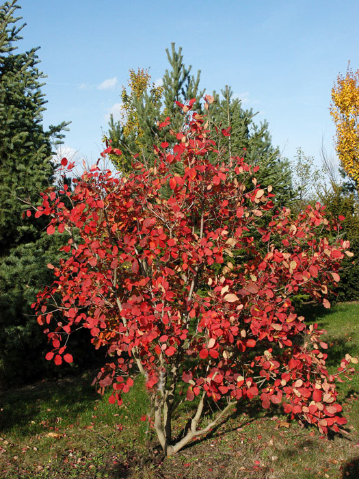 Herbstfärbung des Perückenstrauchs 'Young Lady'