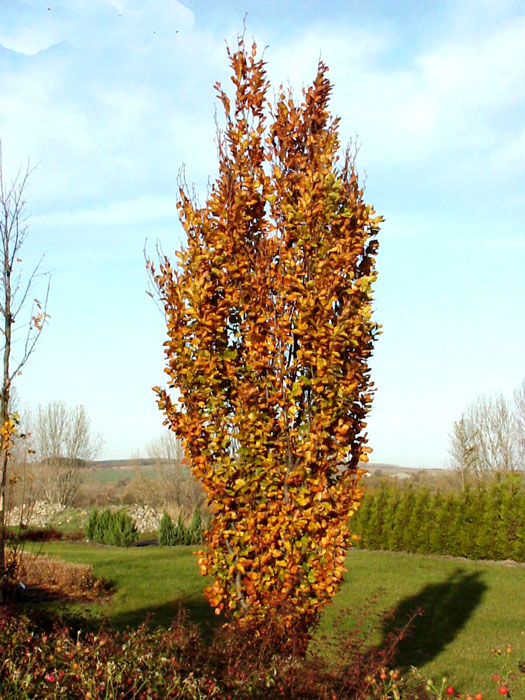 Fagus sylvatica 'Dawyck', Säulenbuche