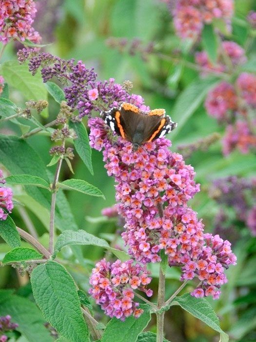 Schmetterling auf Blüte des Sommerflieders 'Flower Power'