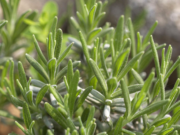 Blatt Echter Lavendel