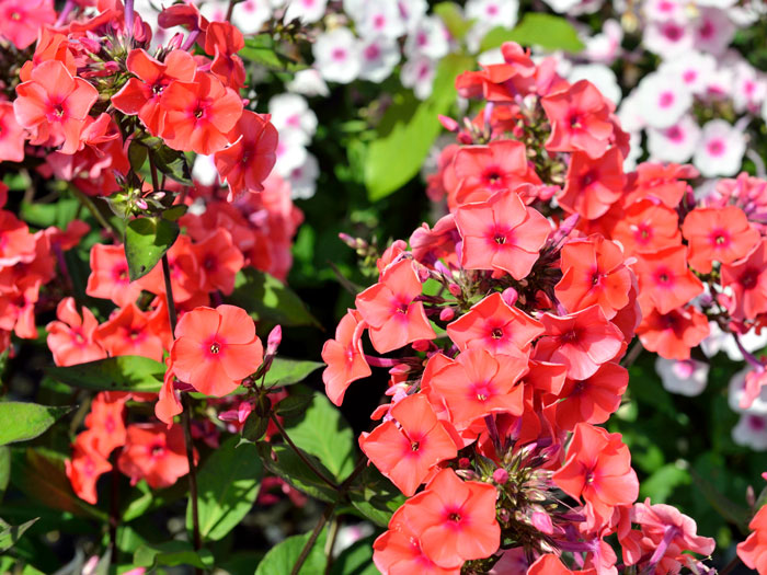 Phlox paniculata 'Orange' (M), Flammenblume, Sommerphlox