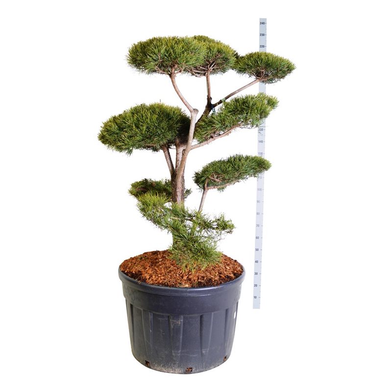 Pinus sylvestris - Bonsai , XXL-Produkt