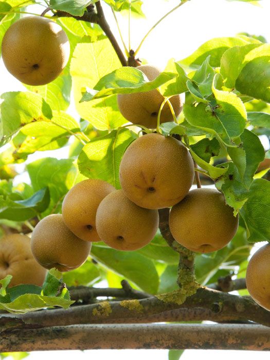 Apfelbirne Nashi 'Kumoi', chinesische Apfelbirne, Asienbirne