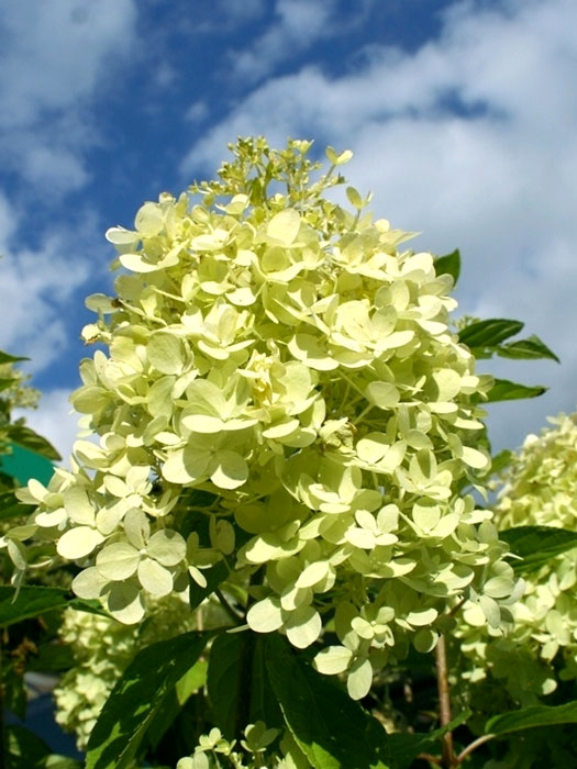 Rispen-Hortensie Limelight Blüte