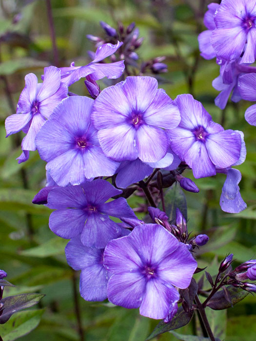 Phlox paniculata 'Blue Paradise', Flammenblume, Sommerphlox