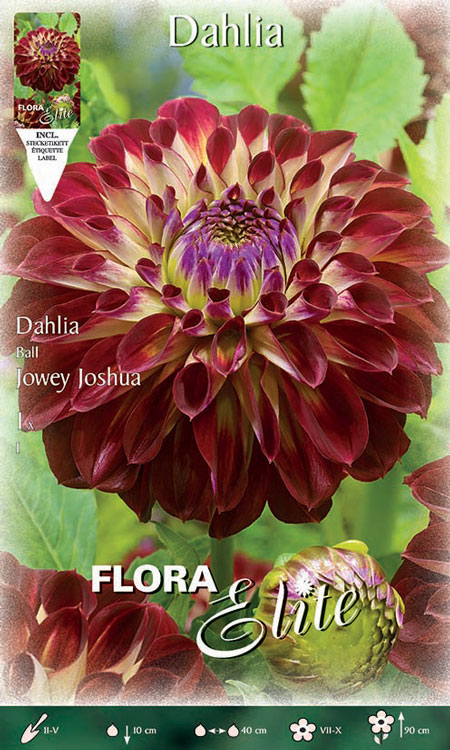 Ball-Dahlie 'Jowey Joshua', Dahlia (Art.Nr. 520483)