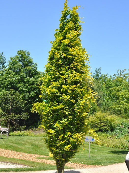 Fagus sylvatica 'Dawyck Gold', Gelbe Säulenbuche