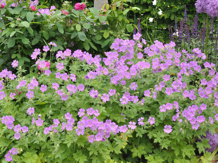 Geranium gracile 'Sirak', Storchschnabel