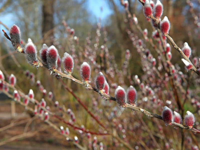 Salix gracilistyla 'Mount Aso', Rosa Salweide