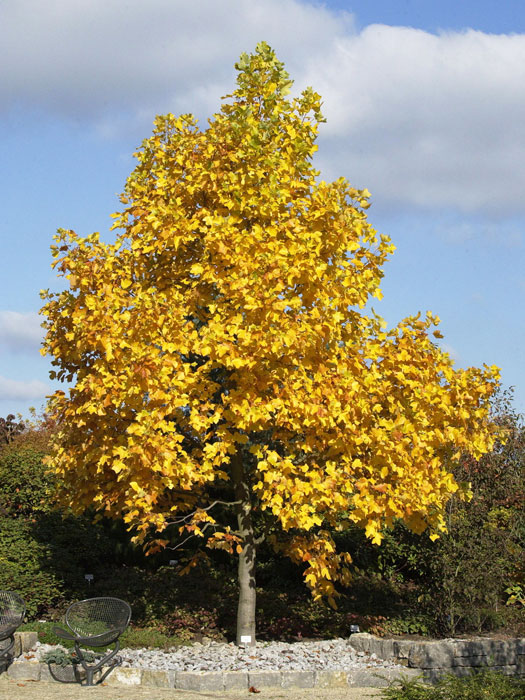 Liriodendron tulipifera, Tulpenbaum