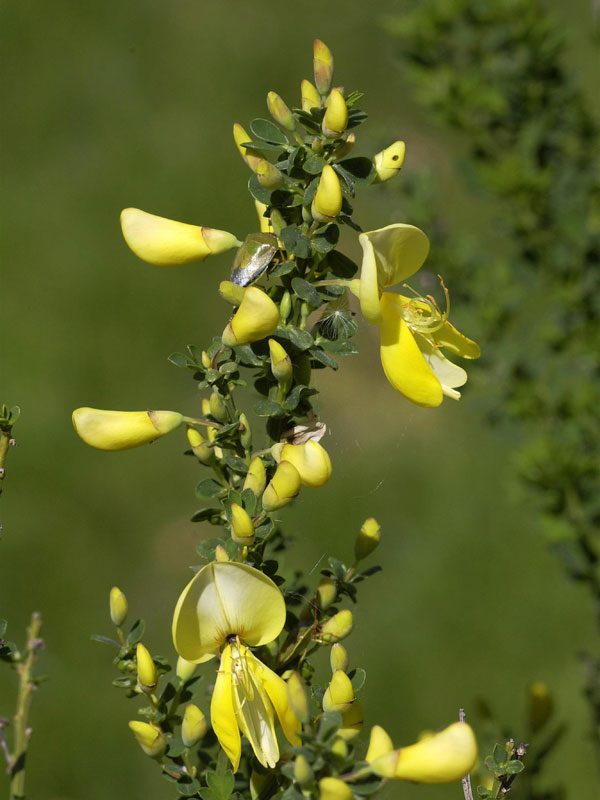 Cytisus scoparius 'Luna', Edelginster