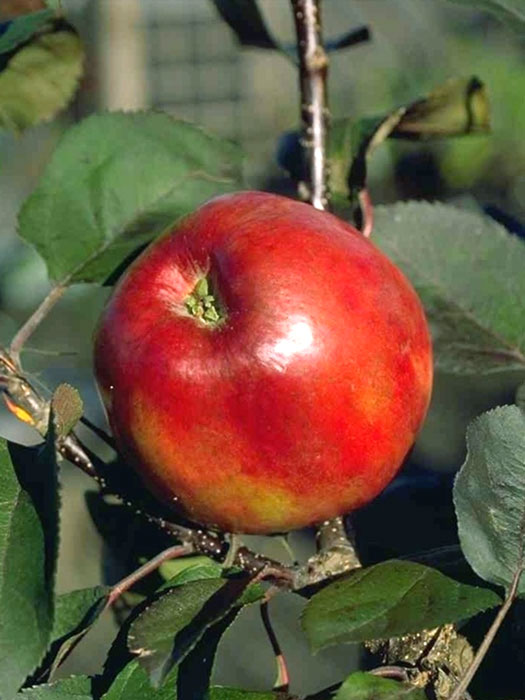 Säulenapfel 'Red River' ®