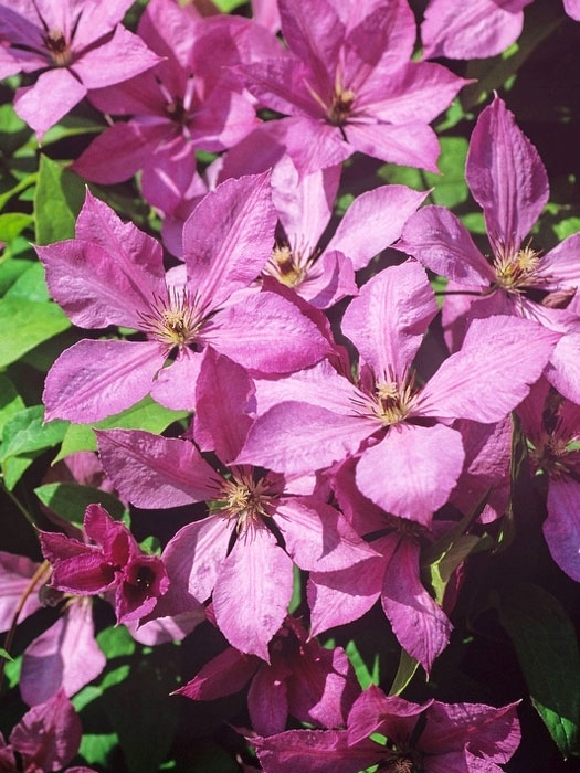 Blütenpracht der Clematis 'Margret Hunt'