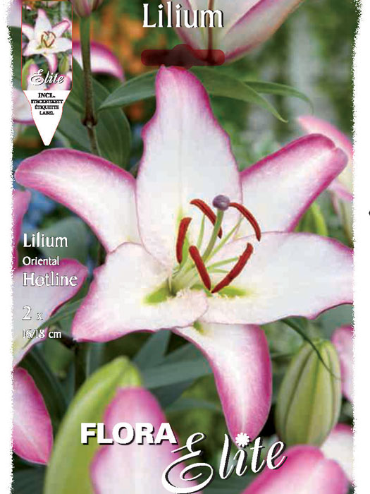 Orientalische Lilien-Hybride 'Hotline', Lilium (Art.Nr. 521721)