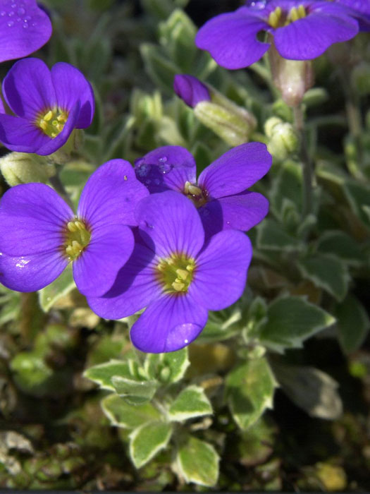 Blatt und Blüte des weißbunten Blaukissens