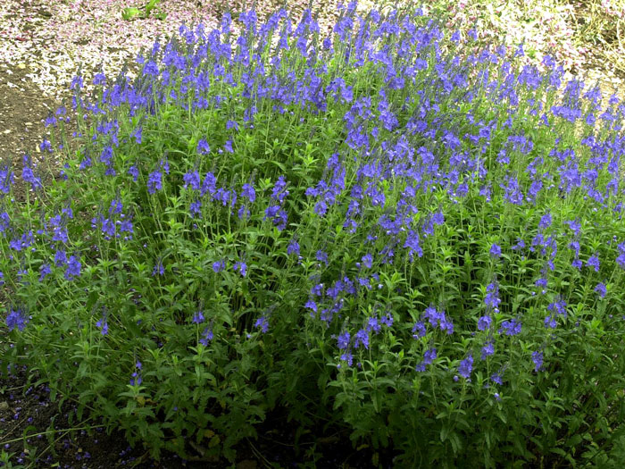 Veronica austriaca 'Königsblau', Büschel-Ehrenpreis, Großer Ehrenpreis