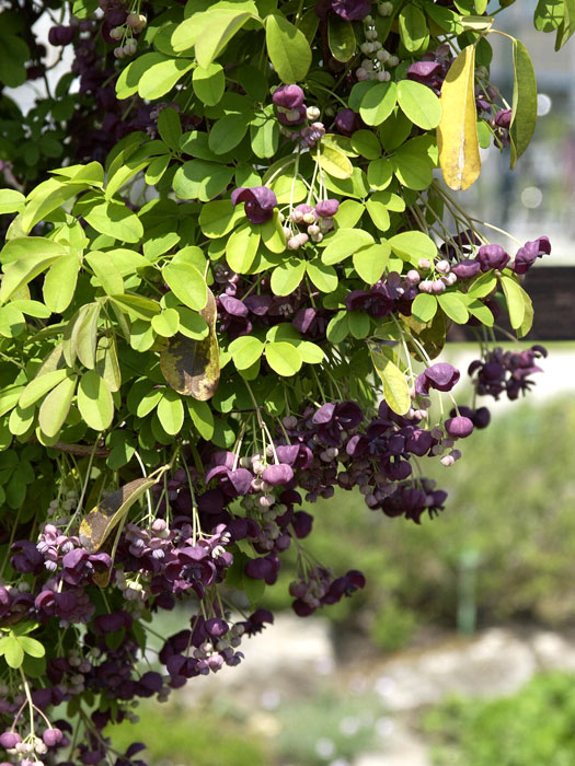 Blatt und Blüte der Klettergurke