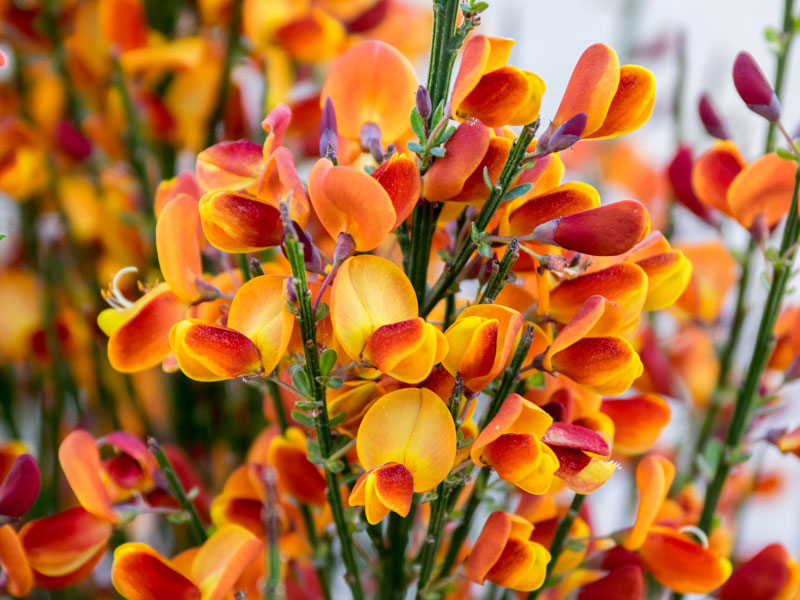 Cytisus scoparius 'Erlkönig', Edelginster