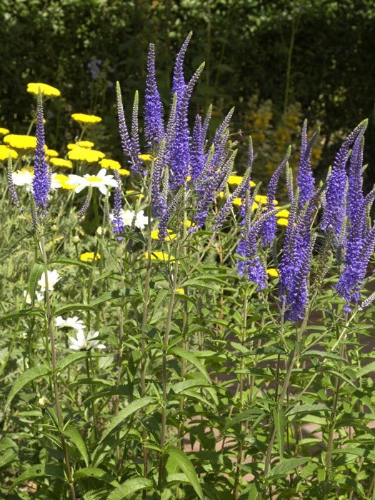 Veronica longifolia 'Blauriesin', Garten-Ehrenpreis, Wiesen-Ehrenpreis