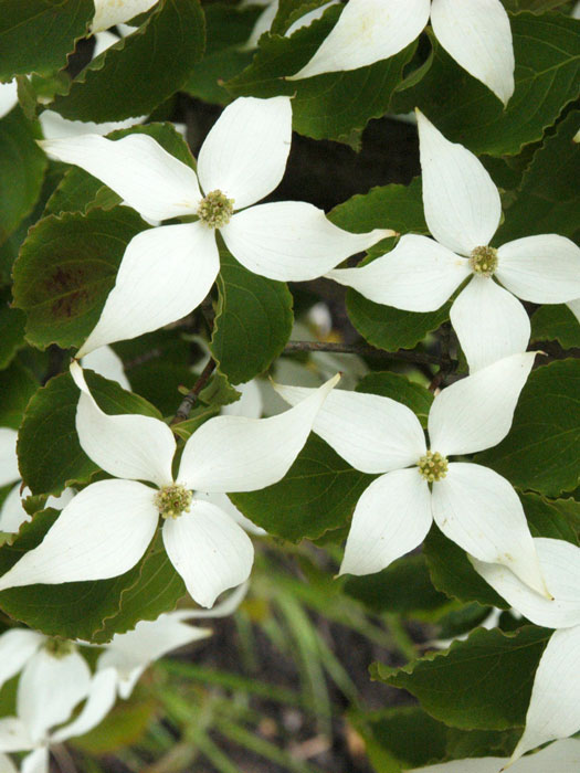 Die weiße Blütenpracht des Chinesischen Blumenhartriegels