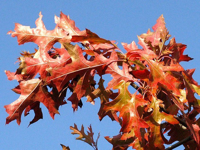 Quercus palustris 'Green Dwarf', Kugel-Sumpfeiche - Hochstamm