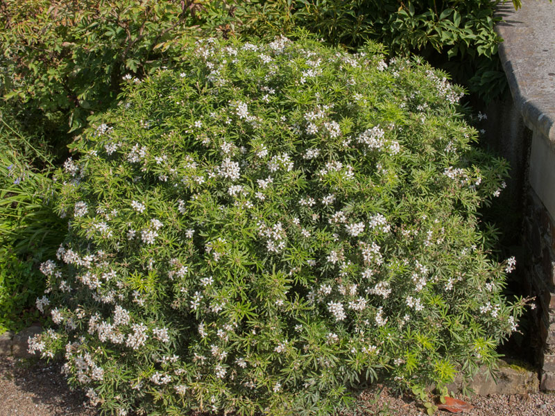 Choisya ternata 'Aztec Pearl', Orangenblume