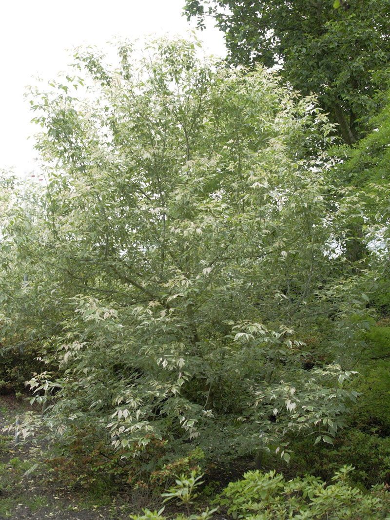 Acer negundo 'Flamingo', Buntlaubiger Eschenahorn