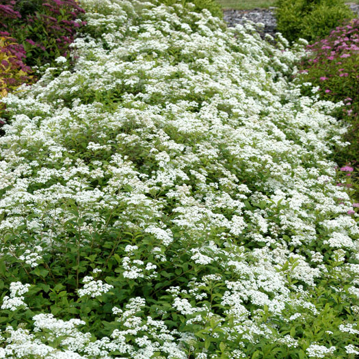 Laub sommergrün