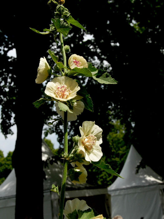 Alcea hybrida 'Parkallee', Stockrose, ausdauernde Stockrose, Stockmalve