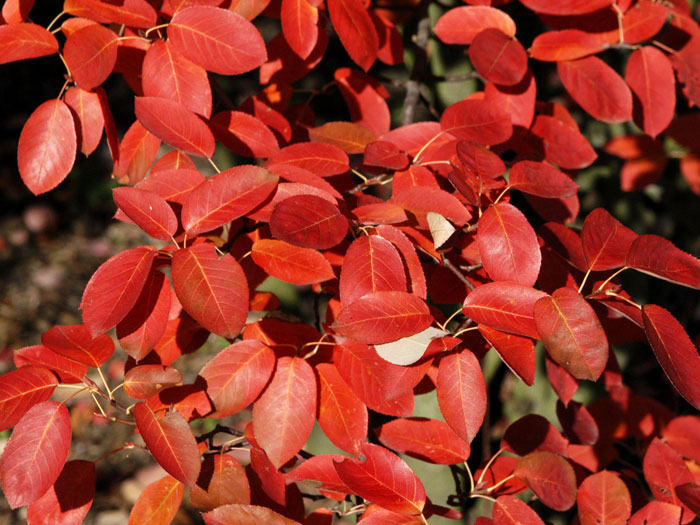 Amelanchier lamarckii, Felsenbirne - Hochstamm