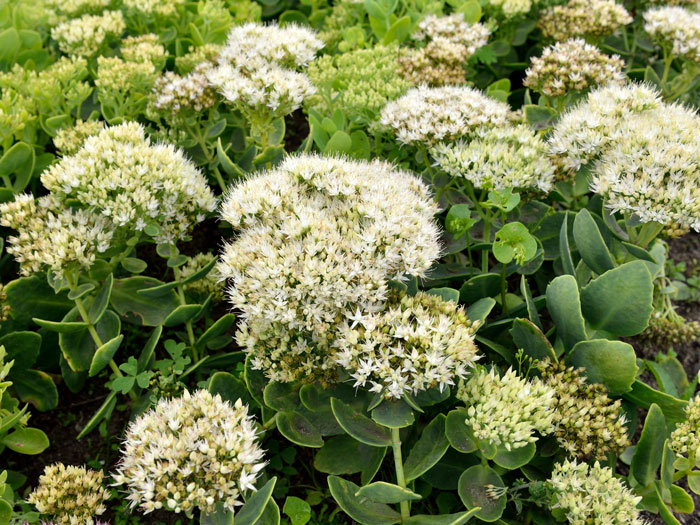 Sedum spectabile 'Iceberg', Weißer Mauerpfeffer, Hohe Fetthenne, Fettblatt