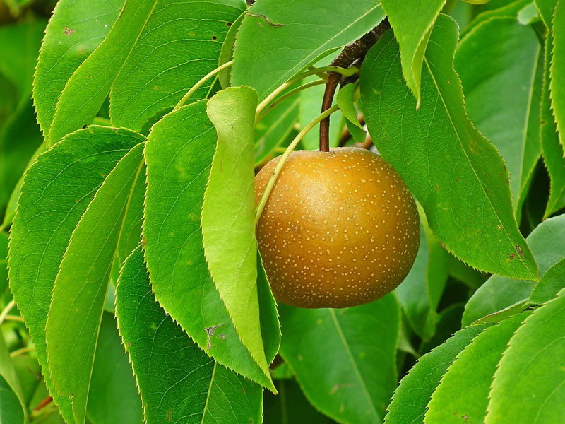 Apfelbirne Nashi 'Hosui', chinesische Apfelbirne, Asienbirne