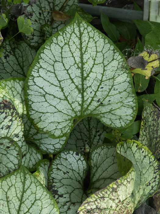 Brunnera macrophylla 'Jack Frost'®, silbriges Kaukasus-Vergissmeinnicht