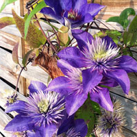 Clematis