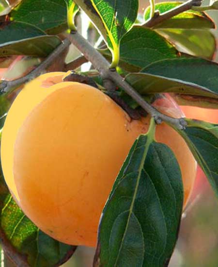 Kaki 'Ragno', Kaki-Baum auch Persimone oder Sharonfrucht