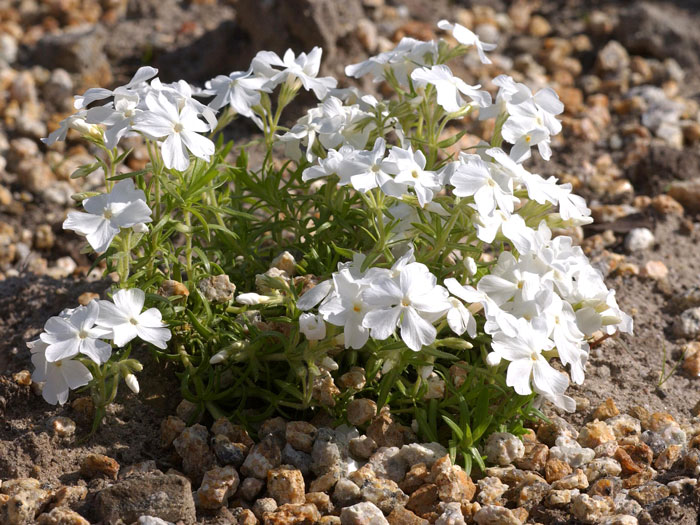 Phlox subulata 'White Delight', Polster-Phlox, Teppich-Phlox, Teppich-Flammenblume