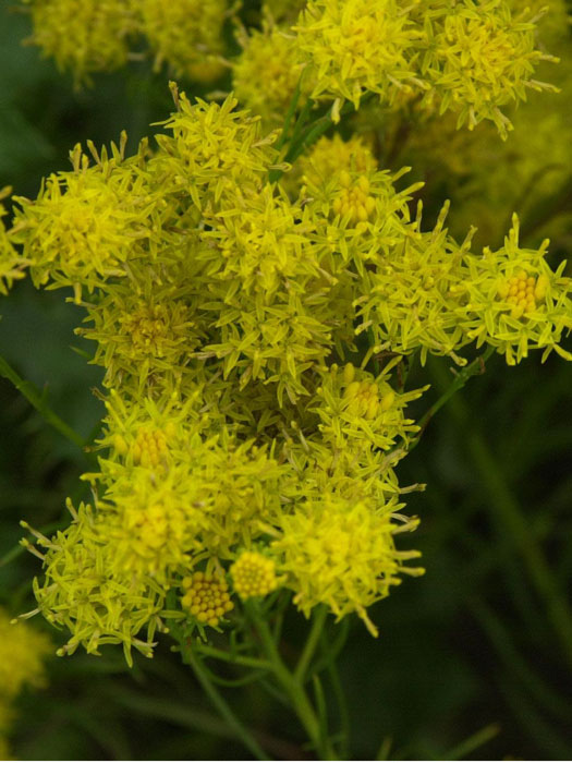 Aster linosyris, Goldhaar-Aster, europäische Wildaster