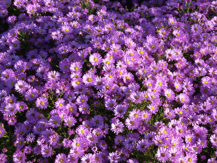 Aster dumosus 'Herbstgruß vom Bresserhof', Kissen-Aster, Herbst-Aster