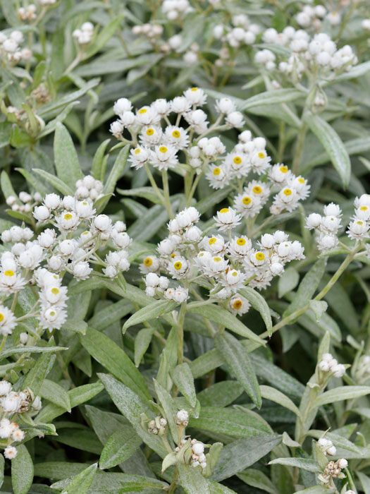 Zierliche Blüten der Silberimmortelle