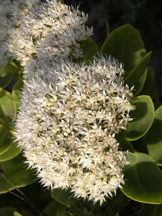 Sedum spectabile 'Iceberg', Weißer Mauerpfeffer, Hohe Fetthenne, Fettblatt