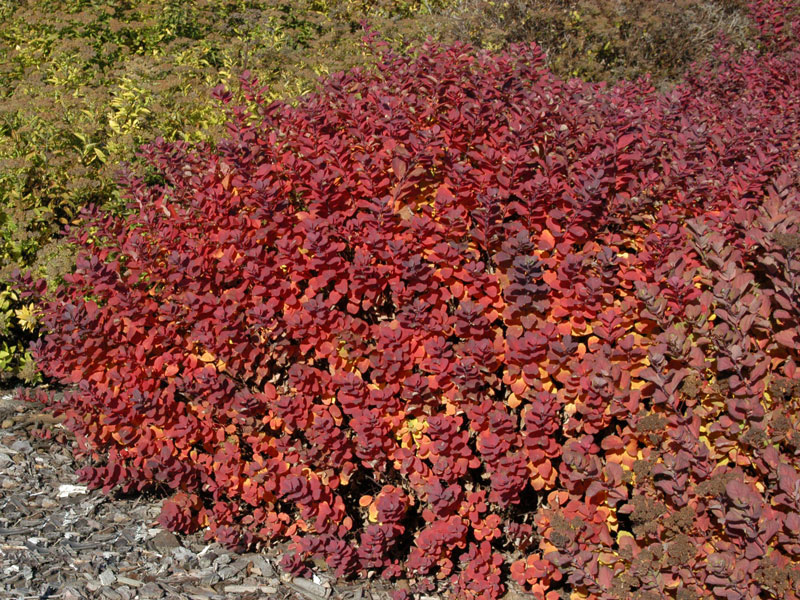 Spiraea betulifolia, Birkenblättrige Spiere