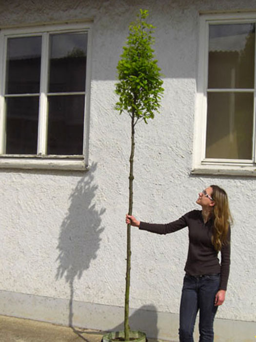 Quercus robur 'Fastigiata Koster', Säuleneiche - Hochstamm