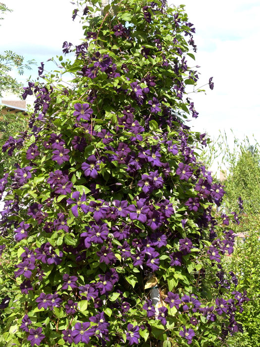 Die Clematis 'EtoileViolette' in ganzer Schönheit