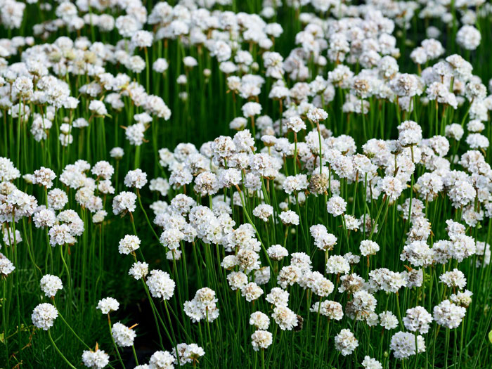 Armeria maritima 'Alba', weiße Grasnelke, Strand-Grasnelke