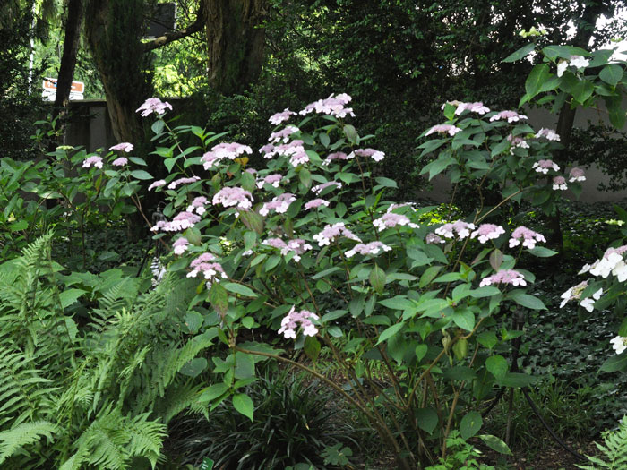 Hydrangea serrata acuminata, Teller-Hortensie