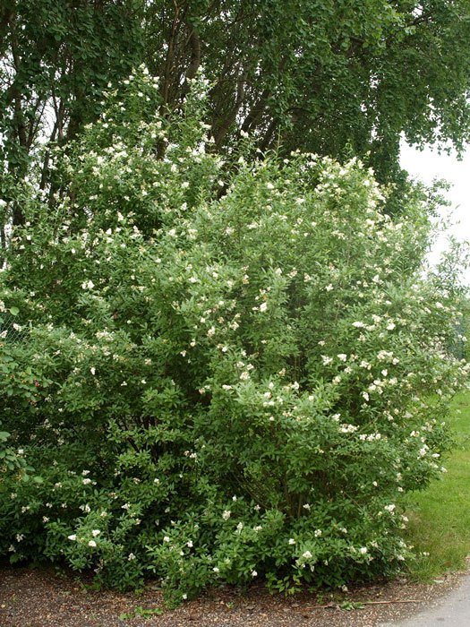 Ligustrum vulgare, Gemeiner Liguster