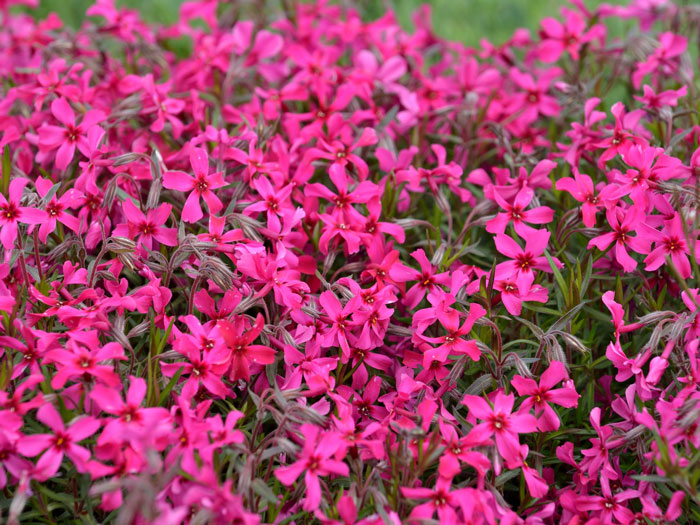 Phlox subulata 'Atropurpurea', Polster-Phlox, Teppich-Phlox, Teppich-Flammenblume