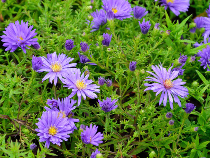 Aster dumosus 'Augenweide', violette Kissen-Aster, Herbst-Aster