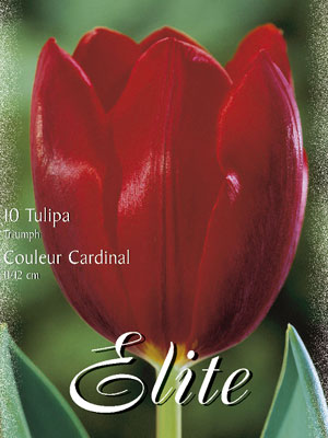 Triumph-Tulpe 'Couleur Carinal' (Art.Nr. 595200)